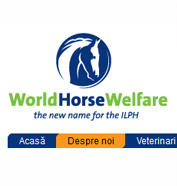 web design, modul de administrare site, optimizare site - World Horse Welfare