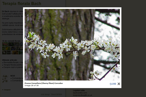 Imagine zoom în website-ul remediiflorale.ro